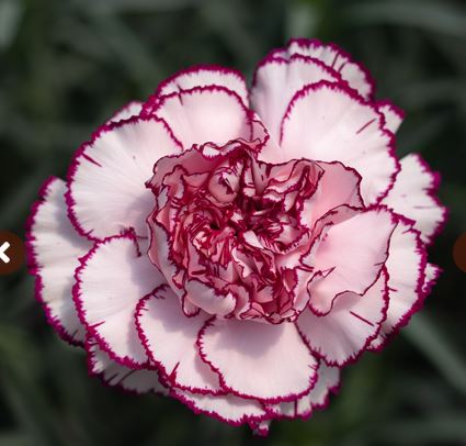 Carnation