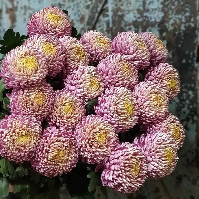Chrysanthemums