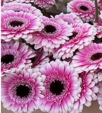 Gerberas