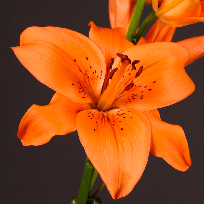 Lily