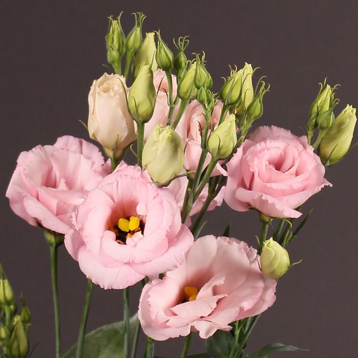 Eustoma