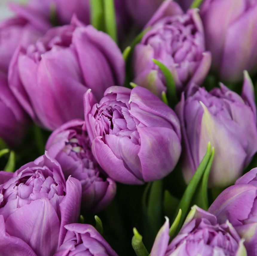 Tulip